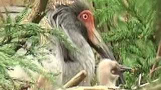 放鳥トキのひな誕生＝自然界で３６年ぶり－野生復帰に一歩・環境省
