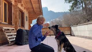 Comment apprendre aux chiens qui ne jouent pas, le rapport d'un objet HD 720p
