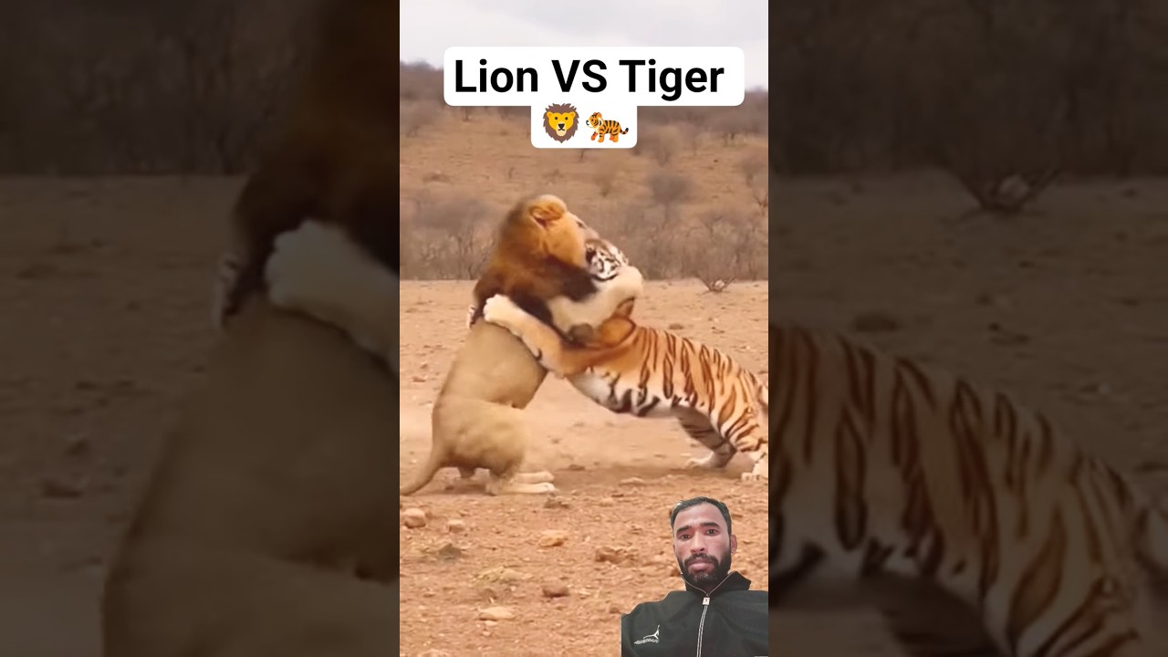 Power vs Speed — Lion vs Tiger 