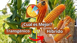 Maíz Transgénico vs. Maíz Híbrido: El Duelo Agrícola Revelado | ¿Cuál Cultivar?