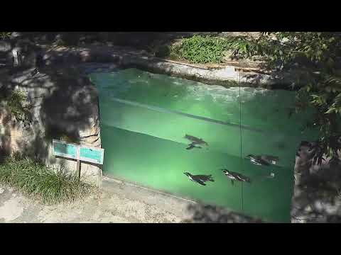 Iida City Zoo Humboldt Penguins live cam preview