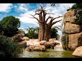 Valencia Biopark - animal's world (В мире животных - Зоопарк Валенсии)