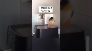 Татарский попугай