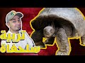 طريقة تربية سحلفاء ضخمة وكل شي بتحتاجه للعناية فيها Tortoise Care Routine 
