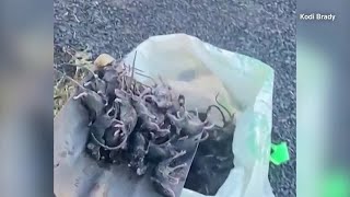 Plague of mice ravages parts of rural Australia