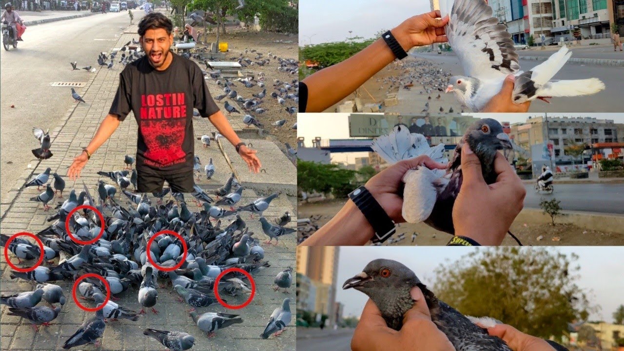 Road se VIP Kabootar Pakad Liya 🥳/How to check pigeon #farming #bache #chicken