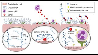 High fat meal MPO & blood flow