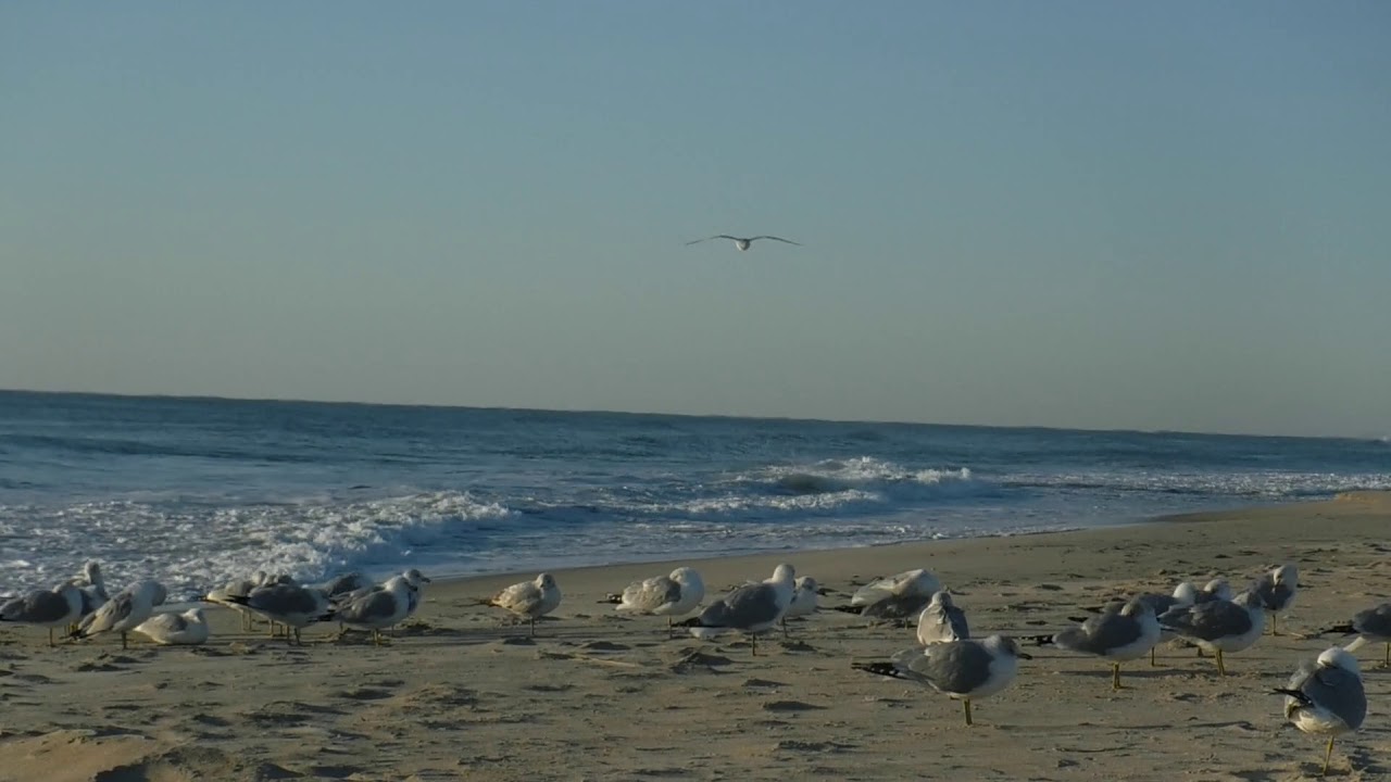 Ocean Joy/Bright/Happy/Stress free/Calming/Communion/Relaxing/Inhale/Exhale/Center/Meditate/Know/