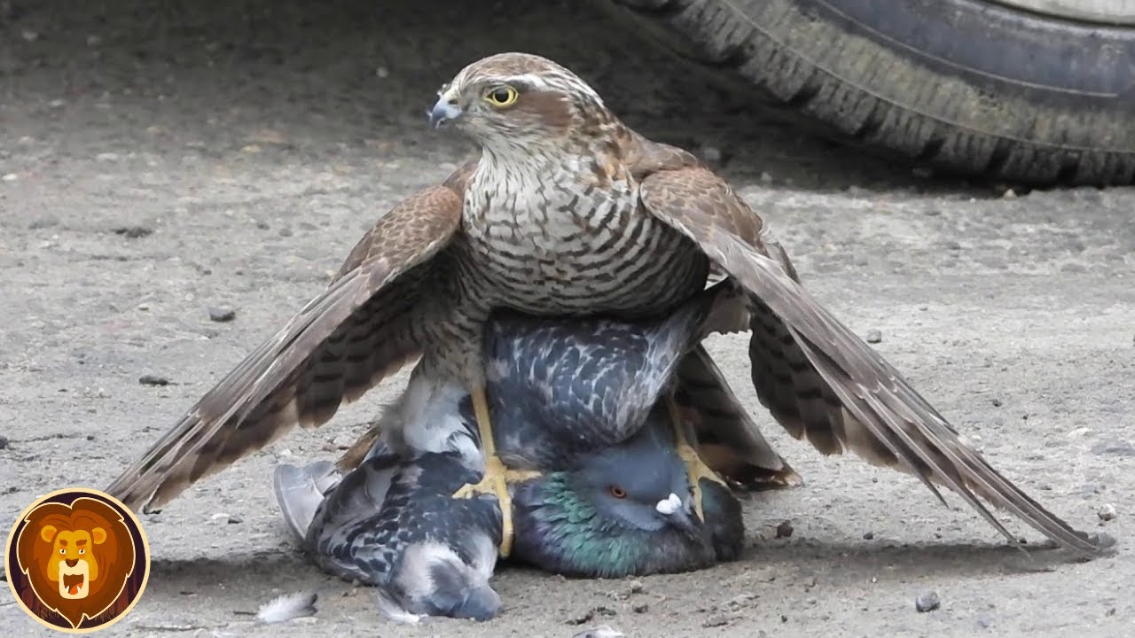 Greifvögel im Angriff Wozu Adler, Falke und Wanderfalke fähig sind