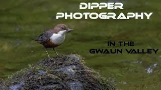 Dipper Photography in the Gwaun Valley