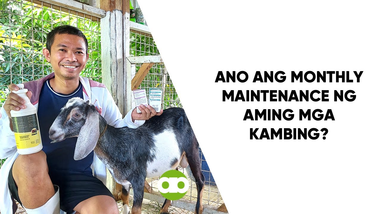 Ano ang Monthly Maintenance ng Aming mga Kambing?