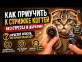 Как правильно стричь когти? Ошибка, которую совершают почти все владельцы