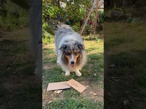 Vidéo: Scoop pour animaux de compagnie: câlins de chiens de pépinière avec leurs bébés tigres, plantes pour le visage d'un chien dans la course d'agilité de Crufts