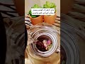 شاي الزهورات للهضم ومهدئ وطارد للروائح بالفم والجسم