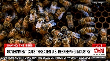 Why millions of bees are dying in 2025. Project Apis m. Executive Director Danielle Downey on CNN.