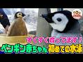 【可愛い】人の手で育てられたエンペラーペンギンの赤ちゃんが両親と再会!そして初めての水泳に挑戦!意外な飼育の工夫も!驚きの生きる力を目の当たりに【どうぶつ奇想天外/WAKUWAKU】