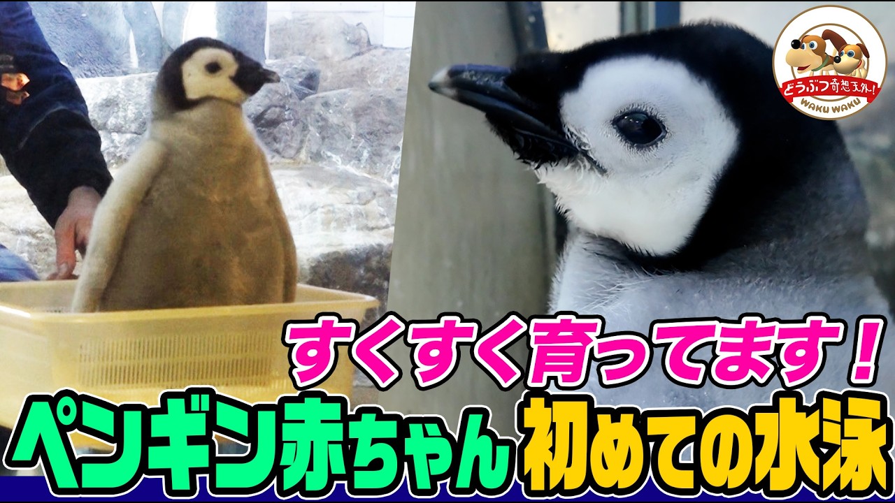 【可愛い】人の手で育てられたエンペラーペンギンの赤ちゃんが両親と再会！そして初めての水泳に挑戦！意外な飼育の工夫も！驚きの生きる力を目の当たりに【どうぶつ奇想天外／WAKUWAKU】
