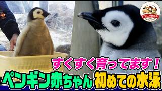 Cute] A hand-raised baby emperor penguin reunites with its parents