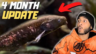 Baby Whale Fish in Planted Community Aquarium 4 Month Update !