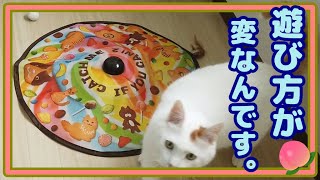 【キャッチミーイフユーキャン】猫のキクちゃんの遊び方が変なんです。☆The way Kiku-chan, the cat, plays is strange.