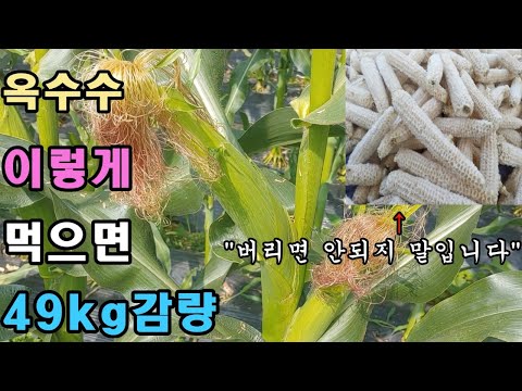 옥수수 이렇게 먹으면 살이 무섭게 빠진다!(44kg 감량) 고혈·당뇨  예방, 레시피 포함