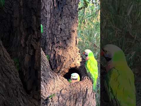 Parrot living on a nest part 03. #nature #animals #wildlife #birds #egg #nest