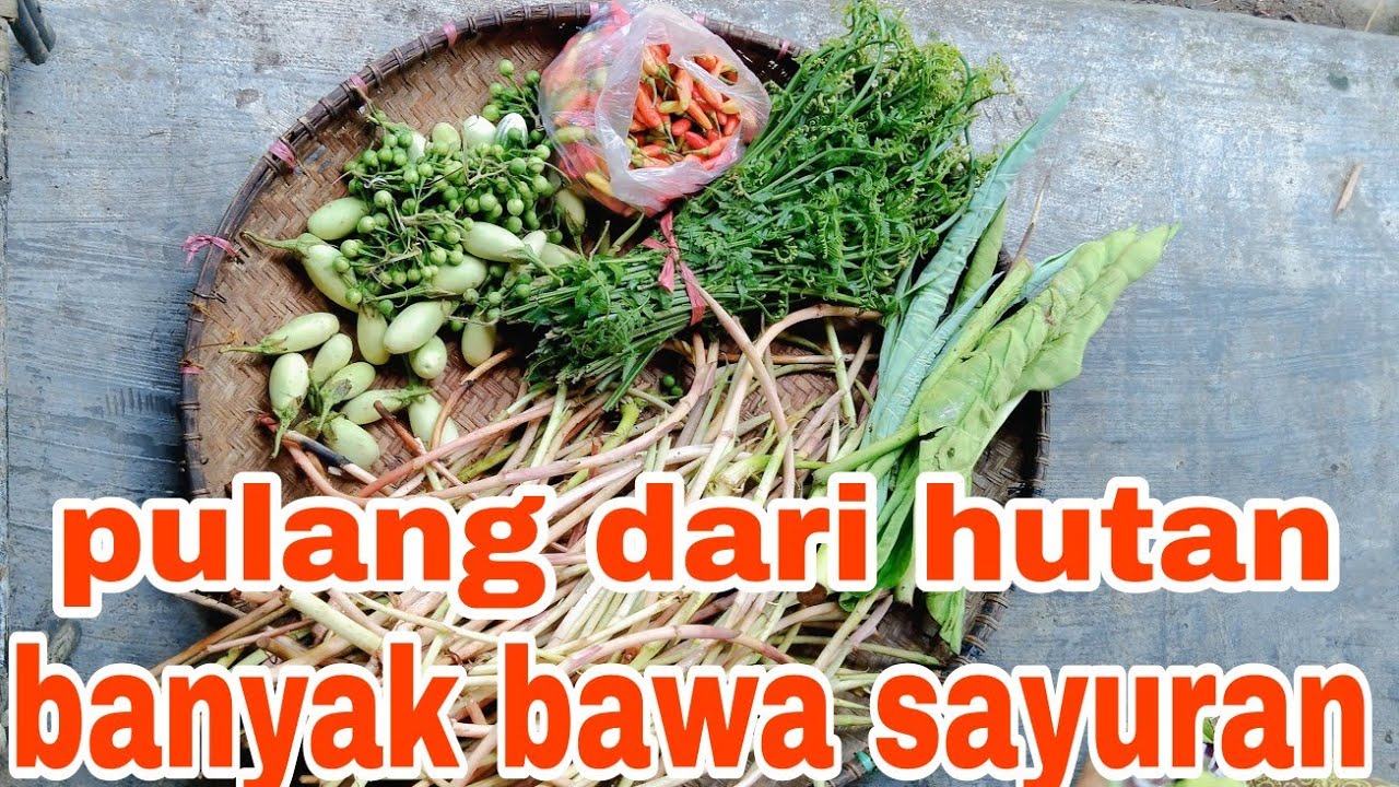 SAYURAN LIAR YANG ADA DIHUTAN KALIMANTAN