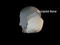 human skull( all bones and its function)