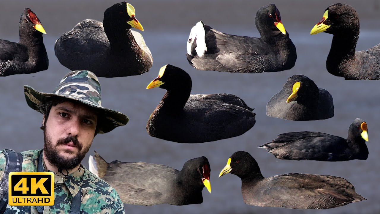 GALLARETAS DEL CENTRO Y SUR DE ARGENTINA | DATOS E INFO