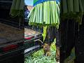 Why Farmers Cut Green Onion Leaves Before Selling Them! 🌱 😳 #shortsvideo