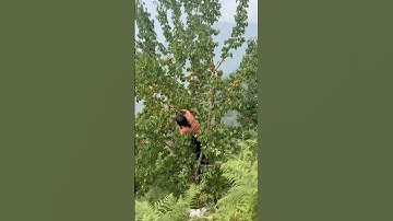 When n how to pick peaches 🍑👻 #travel #youtubeshorts #nature #harvesting #explore #trendingshorts