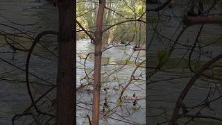 Ulba River,East Kazakhstan,Ust-Kamenogorsk,May 1,2025.Усть-Каменогорск,р.Ульба,Восточный Казахстан.