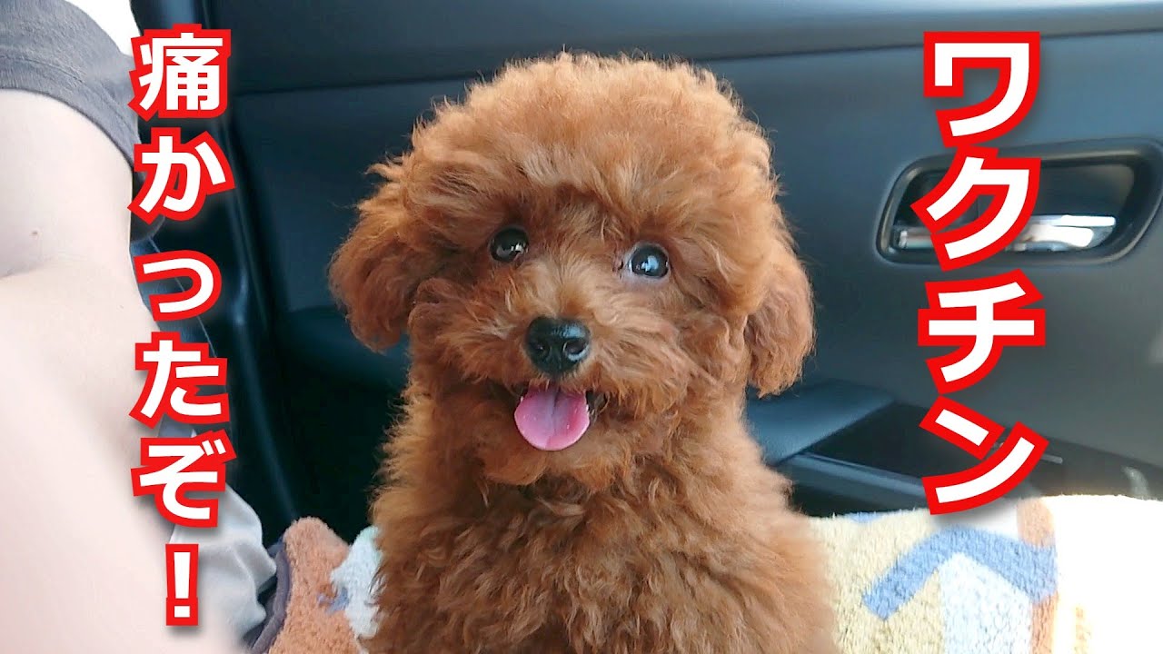 子犬 ワクチン接種後 ぐったりしてしまった トイプードルの日常 Youtube 子犬 ワクチン接種後 ぐったりしてしまった トイプードルの日常 Youtube