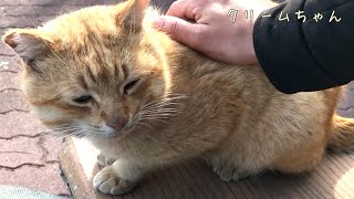 特集:クリーム色の茶トラ猫再生リスト【交流猫動画】 - YouTube