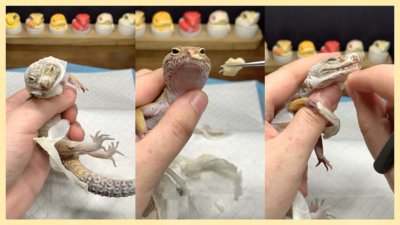 Helping My Leopard Gecko Shed Old Skin and Treat a Mouth Infection ...