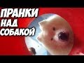 5 ПРАНКОВ НАД СОБАКОЙ