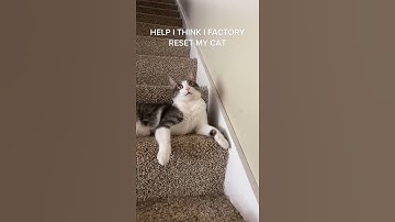 Please Reboot Your Cat - Funny Cat Videos 🐾