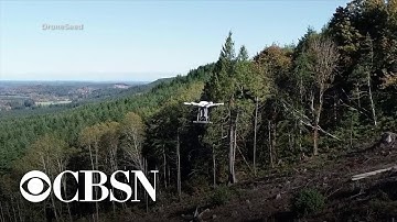 Drones help restore forests destroyed by wildfires