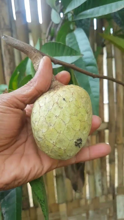 metik buah nona.