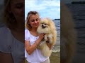 Ukrainian beauty and Spitz 1. Українська красуня і шпіц. #dog #beauties #funny #красуні #nice