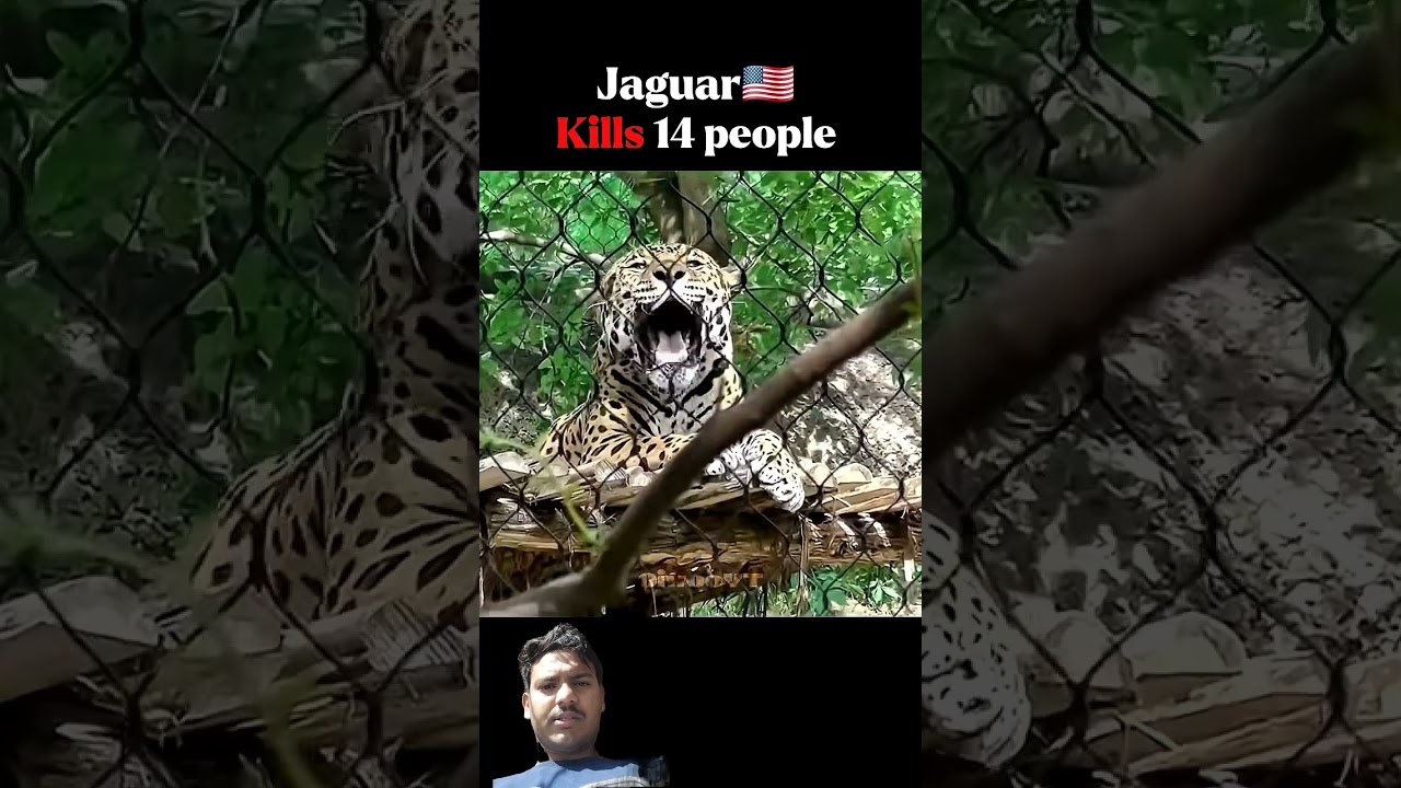 Big Cats Kills, in different countries成