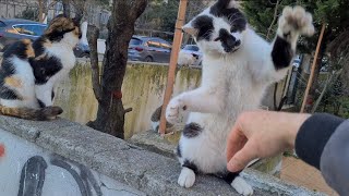 Cute street cats slap me with great passion.