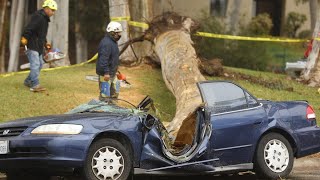 Collection Extremely Dangerous Falling Trees_Trees Falling in Houses, Cars & Head