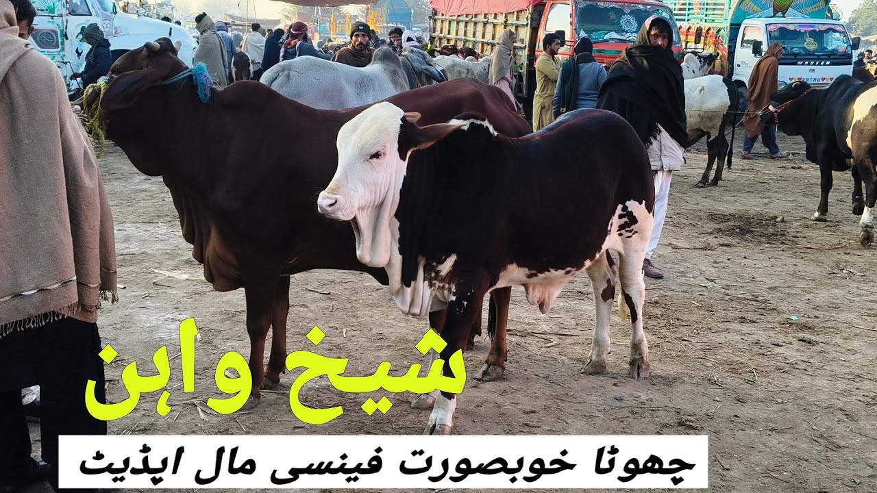 Sheikhwan Mandi Choty Khubsorat Ghulabi Fancy Mall Update | 