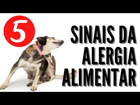 Conheça os 5 Sinais da Alergia Alimentar em Cães