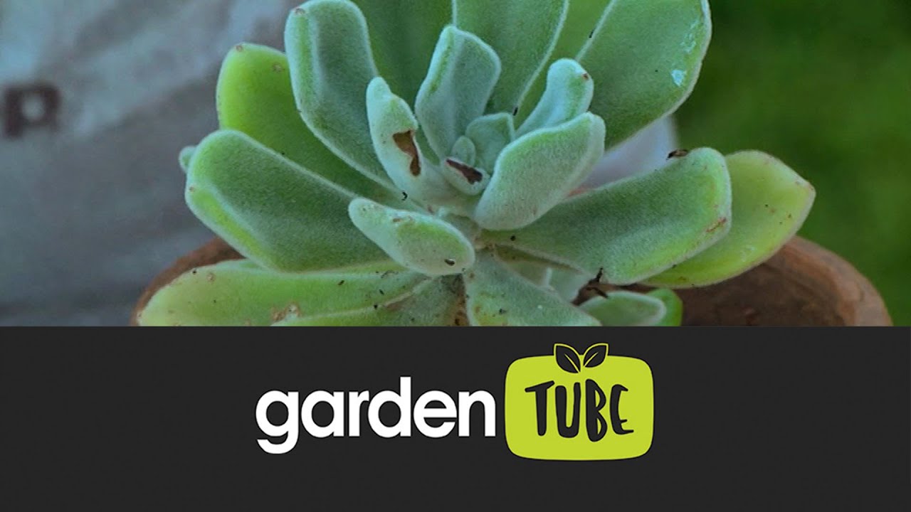 Water Wise Gardening