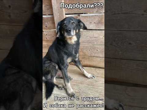 Подобрали??? Верится с трудом... И собака не расскажет! #собакавдобрыеруки #помощьживотным