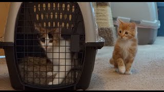 How to Introduce New KITTENS to Each Other - First Meeting