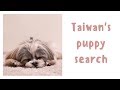 How many dogs did we pet on our trip to Taiwan? MANILA TO TAIWAN