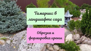 Тамарикс в ландшафте сада.Обрезка и формировка кроны.